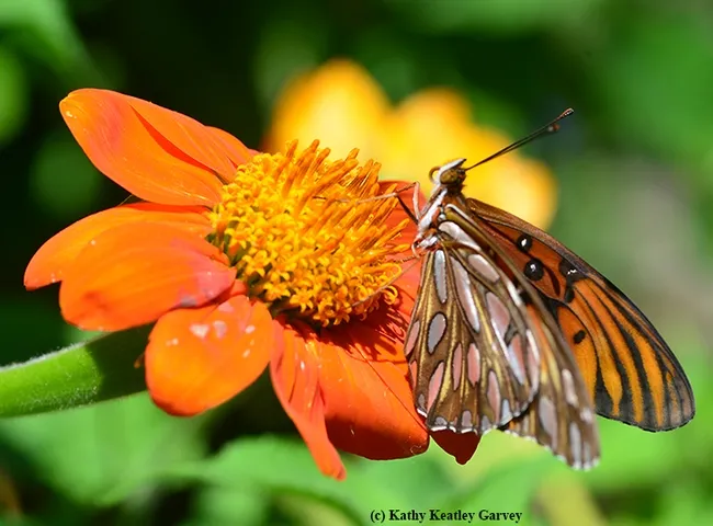 Gulf Fritillary on a Mexican sunflower (Tithonia). (Photo by Kathy Keatley Garvey)