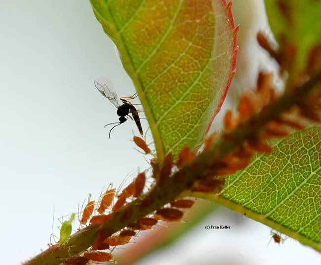 A wasp parasitizing aphids. These wasps are from the family Aphidiinae. (Photo by Fran Keller)