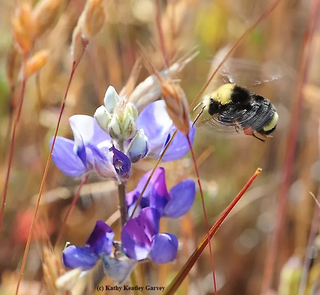 This yellow-faced bumble bee, Bombus vosnesenkii, is a whirl of anticipation as it nears lupine at the Hastings Natural History Reserve. (Photo by Kathy Keatley Garvey)