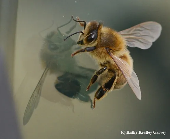 A honey bee casting a shadow on a windshield. (Photo by Kathy Keatley Garvey)