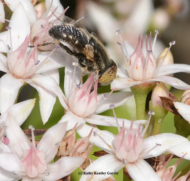 European syrphid fly forages on jade at the Benicia Capitol State Historic Park. This is a Eristalinus aenus.(Photo by Kathy Keatley Garvey)