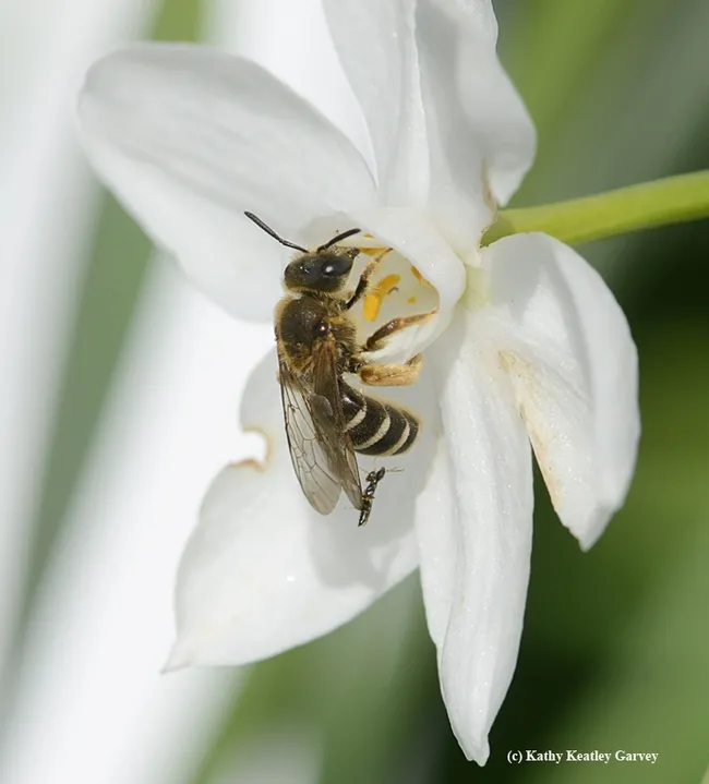 Female sweat bee, Halictus rubicundus, foraging Jan. 25 at the Benicia Capitol State Park. Note the tiny wasp, which appears to be a bethylid.(Photo by Kathy Keatley Garvey)