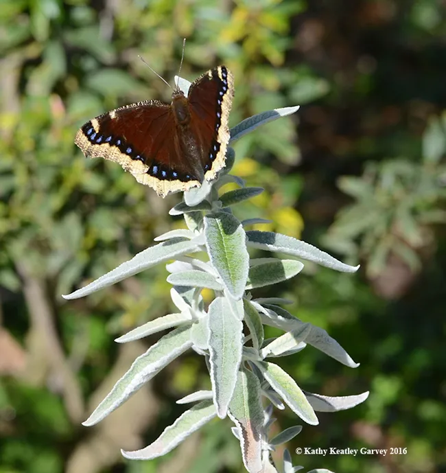 Mourning cloak touches down Feb. 6, 2016 on a butterfly bush, Buddleia "Morning Mist," in the Carolee Shields White Flower Garden and Gazebo, UC Davis Arboretum. (Photo by Kathy Keatley Garvey)