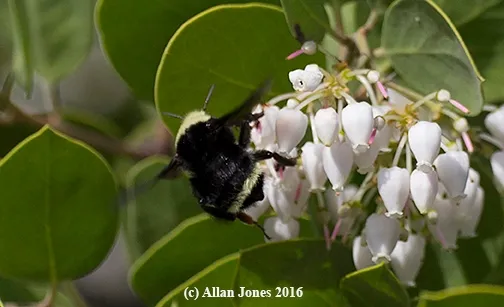 An early Bombus sighting! Photographer Allan Jones of Davis grabbed this shot of a yellow-faced bumble bee, Bombus vosnesenskii, in manzanitas on Feb. 12. (Photo by Allan Jones)