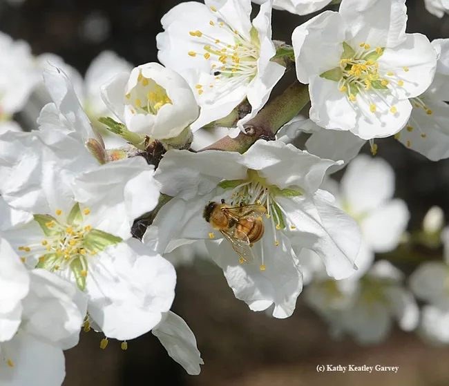Both pollen and nectar await the honey bee.(Photo by Kathy Keatley Garvey)