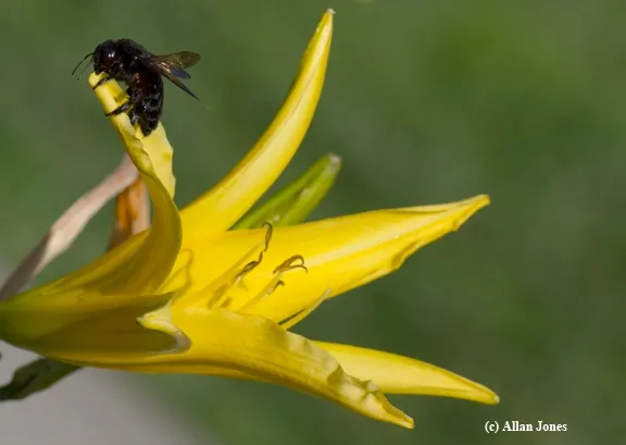 Varroa mite on a carpenter bee. (Photo by Allan Jones, Davis)