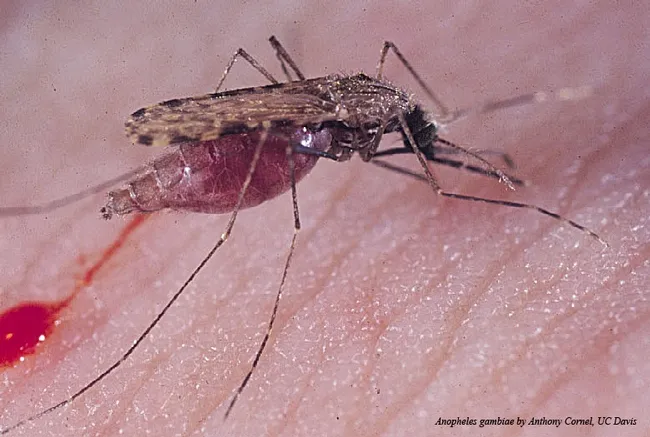 Malaria mosquito, Anopheles gambiae, by medical entomologist Anthony Cornel, UC Davis