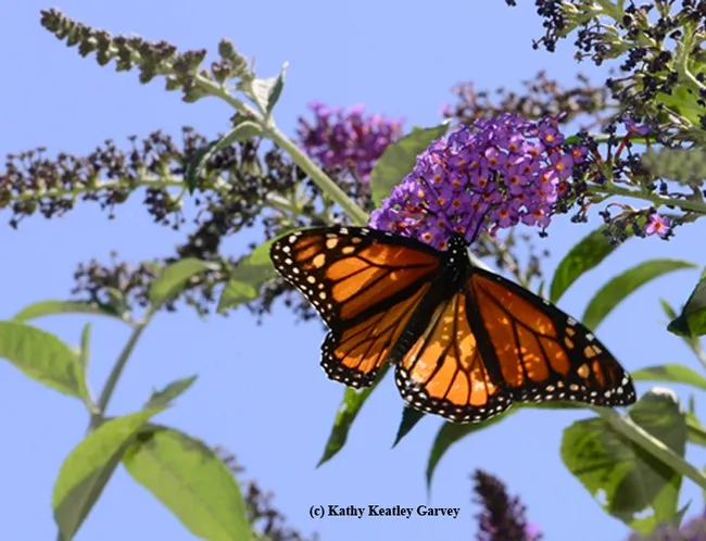 A monarch butterfly nectaring on a butterfly bush in Sacramento. (Photo by Kathy Keatley Garvey)