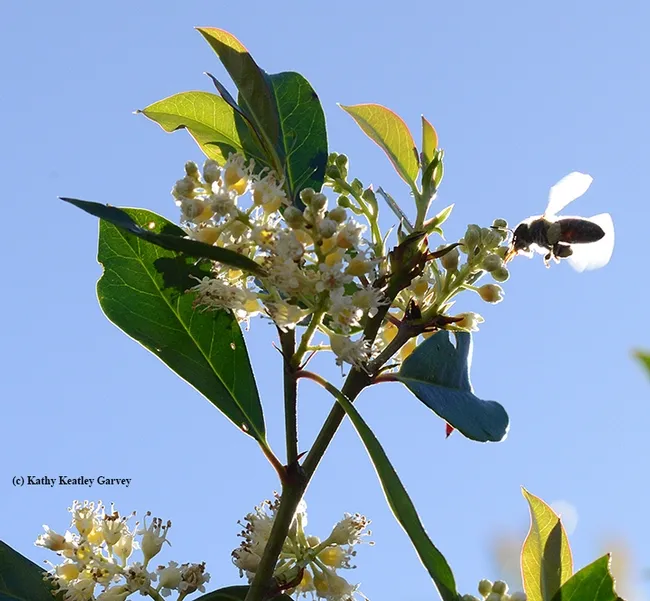 The anticipation of nectar and pollen is intense. (Photo by Kathy Keatley Garvey)