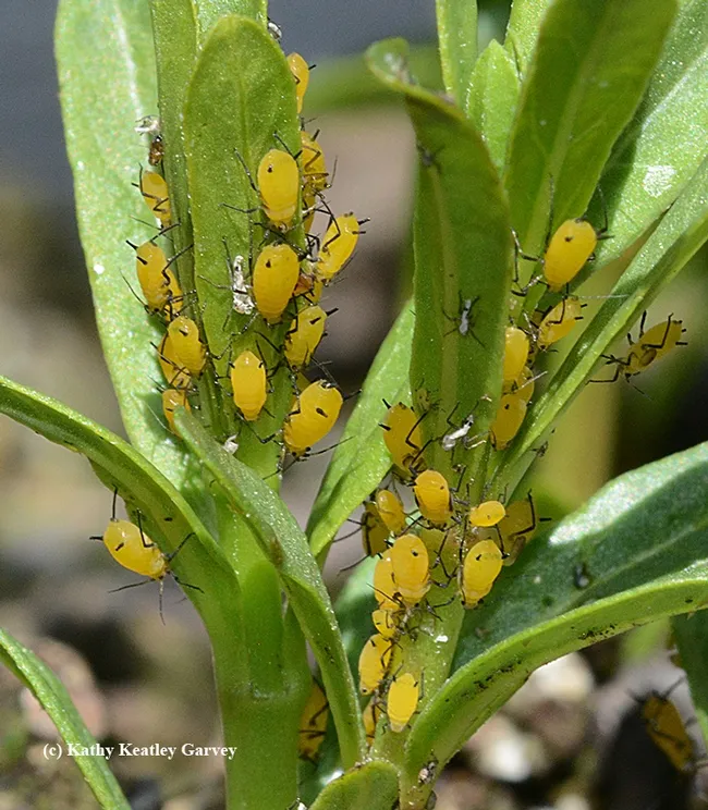 Oleander aphids absolutely love tender milkweed plants. (Photo by Kathy Keatley Garvey)