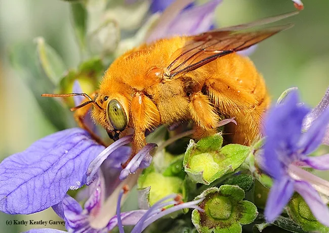 The male Valley carpenter bee (Xylocopa varipuncta) is the color of honey, but this species does not make honey. Although the male is blond, the female of this species is a solid black. (Photo by Kathy Keatley Garvey)