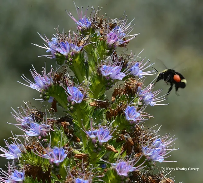 This red pollen on the yellow-faced bumble bee absolutely glows. (Photo by Kathy Keatley Garvey)
