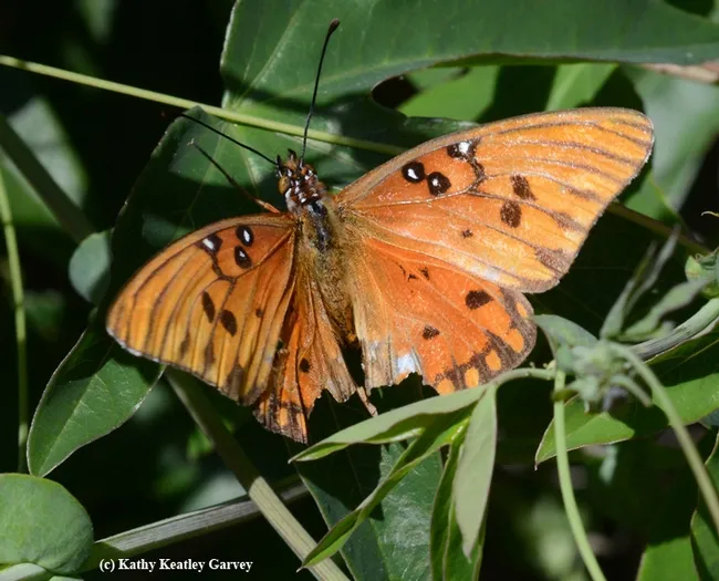 Signs of a predator encounter: wings ripped and torn--probably by a bird. (Photo by Kathy Keatley Garvey)