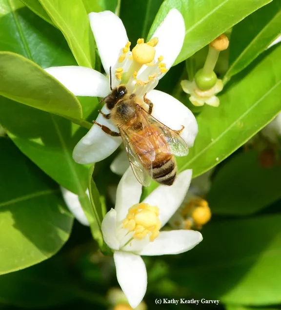 A honey bee on a tangerine blossom. (Photo by Kathy Keatley Garvey)