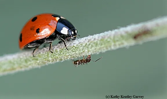 Lady beetles,commonly known as ladybugs, will be given away by the UC Statewide Integrated Pest Management Program at Briggs Hall on April 16. (Photo by Kathy Keatley Garvey)