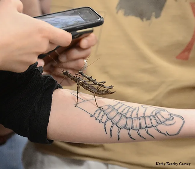 Picnic Day visitors at the Bohart Museum photograph two thorny walking sticks from Southeast Asia. (Photo by Kathy Keatley Garvey)