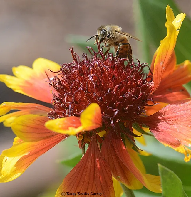 A honey bee foraging on a blanket flower, Gaillardia. (Photo by Kathy Keatley Garvey)