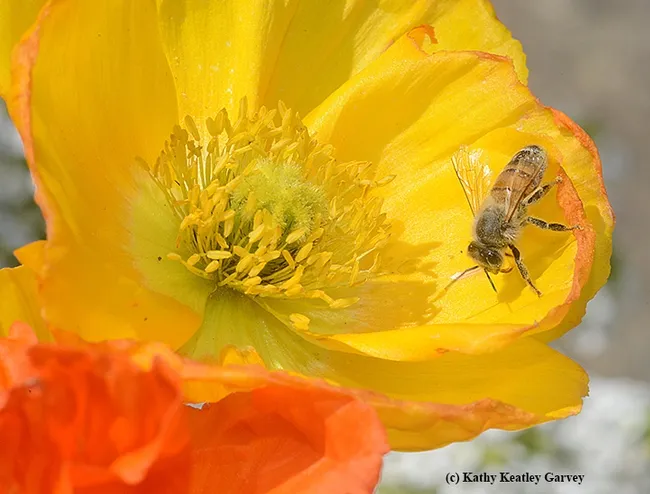 An Italian honey bee dusted with pollen. It is foraging on an Iceland poppy. (Photo by Kathy Keatley Garvey)