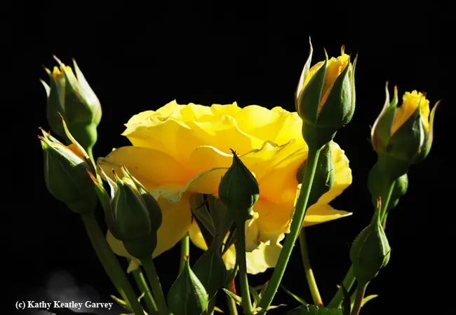 A yellow rose, "Sparkle and Shine," does just that. (Photo by Kathy Keatley Garvey)