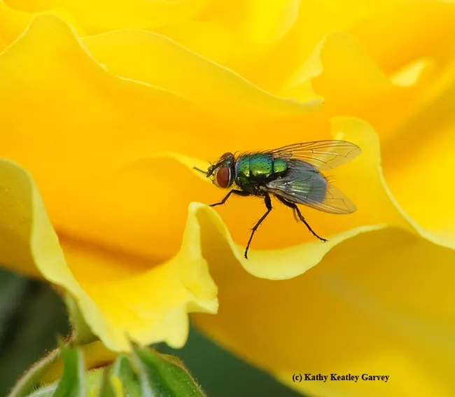 A green bottle fly cannot resist the scent of the yellow rose, "Sparkle and Shine." Flies are pollinators, too! (Photo by Kathy Keatley Garvey)
