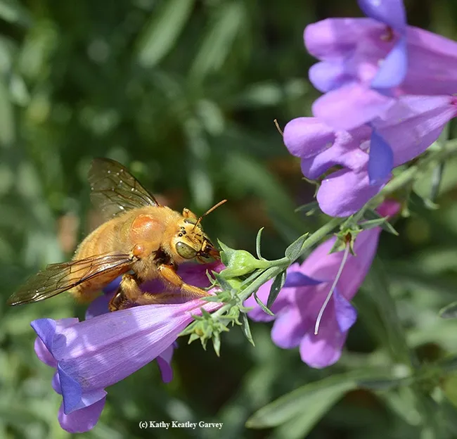 A male Valley carpenter bee (Xylocopa varipuncta)sips nectar from a foothill penstemon, (Penstemon heterophyllus) in the Haagen-Dazs Honey Bee Haven. (Photo by Kathy Keatley Garvey)