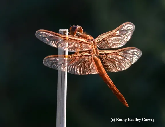 Late afternoon sun sets the red flameskimmer aglow. (Photo by Kathy Keatley Garvey)