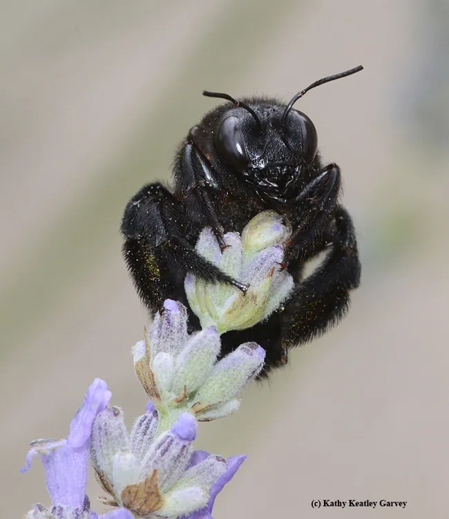 "This is mine! This is all mine!" A Valley carpenter bee clings to the top of the lavender stem. (Photo by Kathy Keatley Garvey)