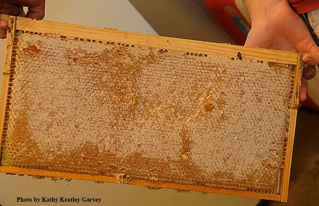 A frame of pure gold. (Photo by Kathy Keatley Garvey)