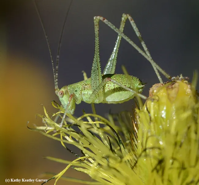 Close-up of a katydid nymph on an Iceland poppy. (Photo by Kathy Keatley Garvey)
