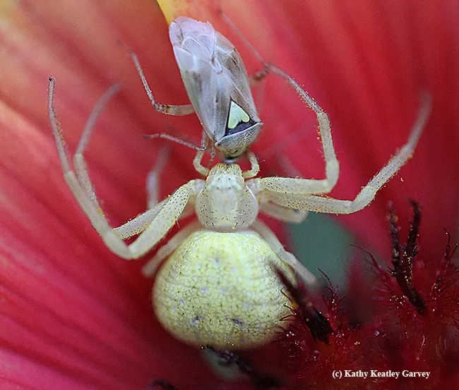 A crab spider nails an agricultural pest, a lygus bug. (Photo by Kathy Keatley Garvey)