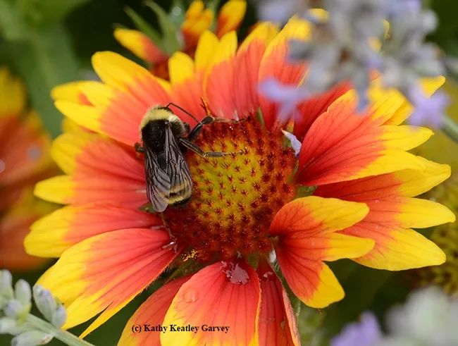 Dorsal view of a male black-faced bumble bee, Bombus californicus, on a blanket flower, Gaillardia. (Photo by Kathy Keatley Garvey)
