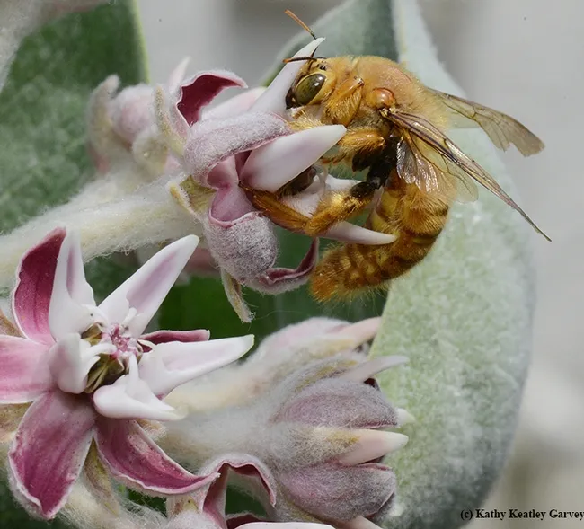 A male Valley carpenter bee, aka teddy bear bee, claims a blossom. (Photo by Kathy Keatley Garvey)