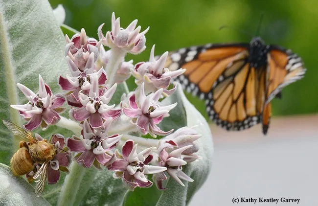 A monarch butterfly flutters in, but the male Valley carpenter bee refuses to budge. (Photo by Kathy Keatley Garvey)