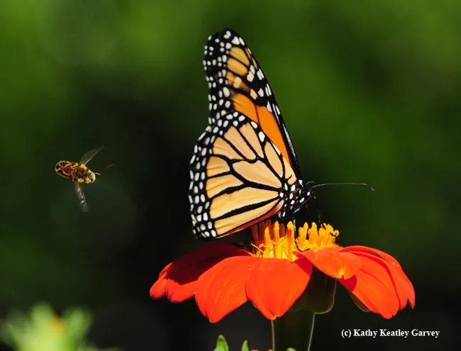 The longhorned bee, Melissodes agilis, does a barrel roll and attempts again to push the monarch off the Mexican sunflower. (Photo by Kathy Keatley Garvey)