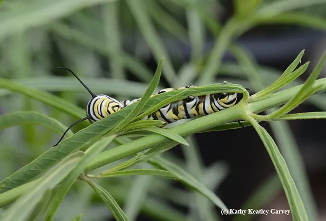 A fifth instar caterpillar partially hidden in the narrow-leafed milkweed. (Photo by Kathy Keatley Garvey)