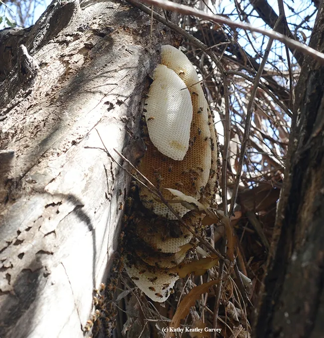 Another view of the feral honey bee colony. (Photo by Kathy Keatley Garvey)