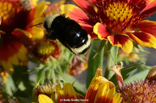 Up and away! A distinguishing feature of Bombus vosnesenskii is the yellow stripe, T4 segment of its thorax. (Photo by Kathy Keatley Garvey)