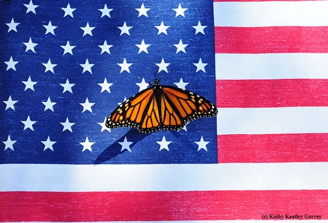 A newly eclosed female monarch butterfly, Danaus plexippus, touches down on an American flag. Another star. (Photo by Kathy Keatley Garvey)