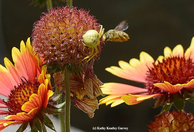 Missed! A male long-horned bee, probably Melissodes agilis, eludes the crab spider. (Photo by Kathy Keatley Garvey)