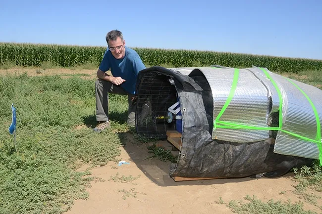 UC Davis pollination ecologist Neal Williams with a bee colony housed in a cooler. Williams and his team hope to understand the demographics of bumble bee colonies, including weighing individual bees as they enter or leave the hive. (Photo by Kathy Keatley Garvey)