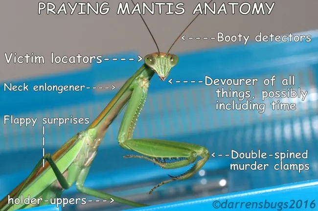 If you've ever been puzzled by all those anatomical parts of a praying mantis, no worries. Macro photographer and life-long entomology enthusiast Darren McNabb of Darren's Bugs has figured it all out. (Meme used with permission)