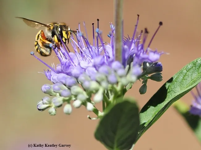 A female European carder bee sipping some nectar from bluebeard, Caryopteris "Blue Mist." (Photo by Kathy Keatley Garvey)