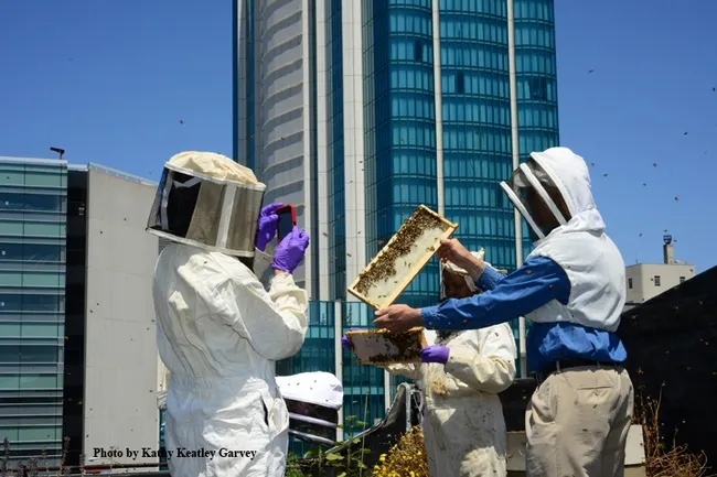 Rooftop beekeeping! Extension apiculturist Eric Mussen (right, now emeritus) holds up a frame for a photograph. This photo was taken on the rooftop of the San Francisco Chronicle. (Photo by Kathy Keatley Garvey)