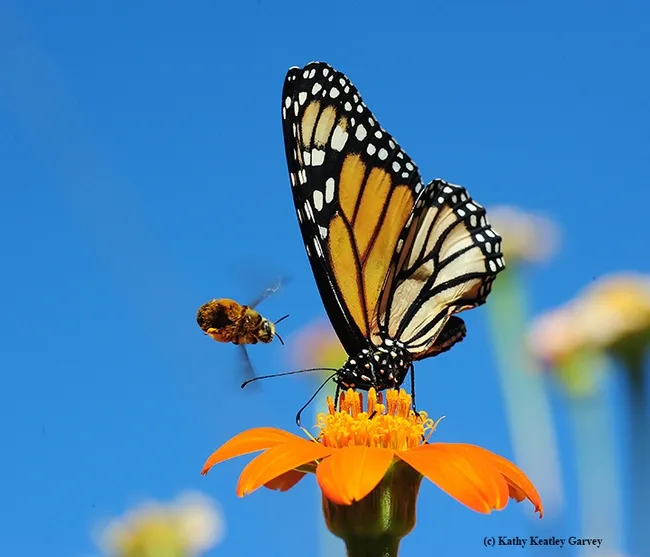 A pollen-packing female longhorned bee, probably Melissodes agilis (as identified by Robbin Thorp, emeritus professor of entomology at UC Davis) wants the same flower that the male monarch has claimed. This is a Mexican sunflower, genus Tithonia. (Photo by Kathy Keatley Garvey)