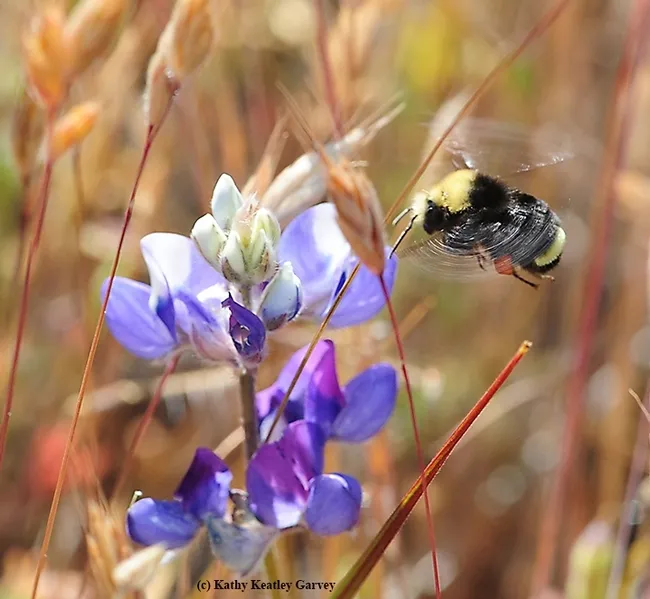 Yellow-faced bumble bee (Bombus vosnesenskii) heading for lupine at the Hastings Natural History Reserve, Carmel Valley, Monterey County. (Photo by Kathy Keatley Garvey)
