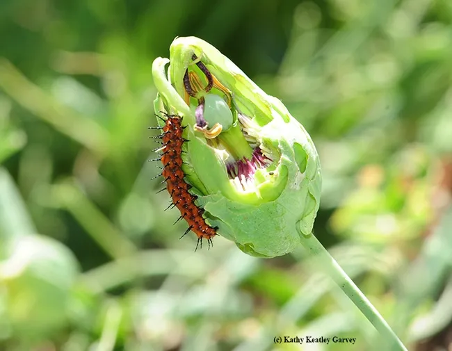 When you're out of leaves, no worries. Next, eat the flower buds. (Photo by Kathy Keatley Garvey)