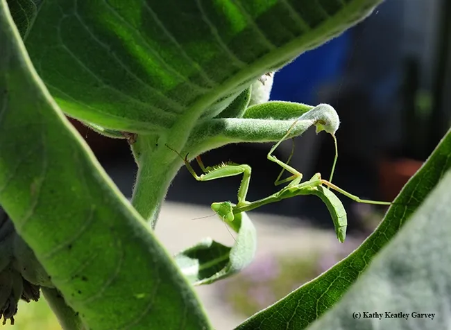 Where's the praying mantis? Look closely on the milkweed and you'll find it. (Photo by Kathy Keatley Garvey)