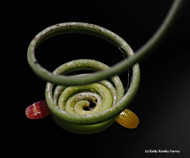 A newly laid Gulf Frit egg (on right) and an older Gulf Frit egg on the left. The egg is about the size of the period at the end of this sentence. (Photo by Kathy Keatley Garvey)