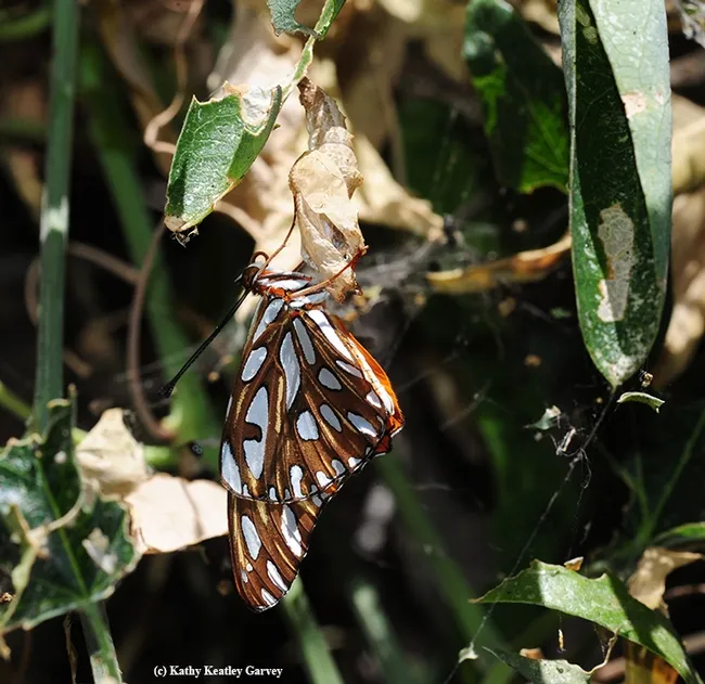 A newly eclosed Gulf Fritillary hangs onto its chrysalis. (Photo by Kathy Keatley Garvey)