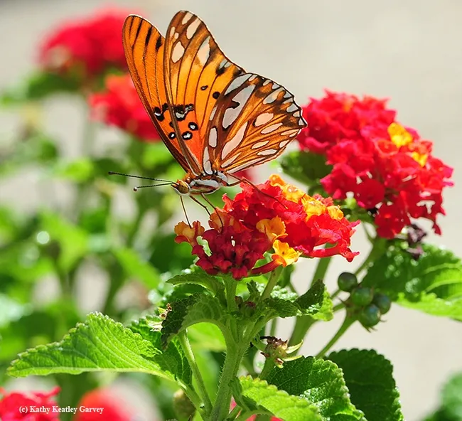 A Gulf Fritillary, Agraulis vanillae, sips nectar from Lantana. (Photo by Kathy Keatley Garvey)